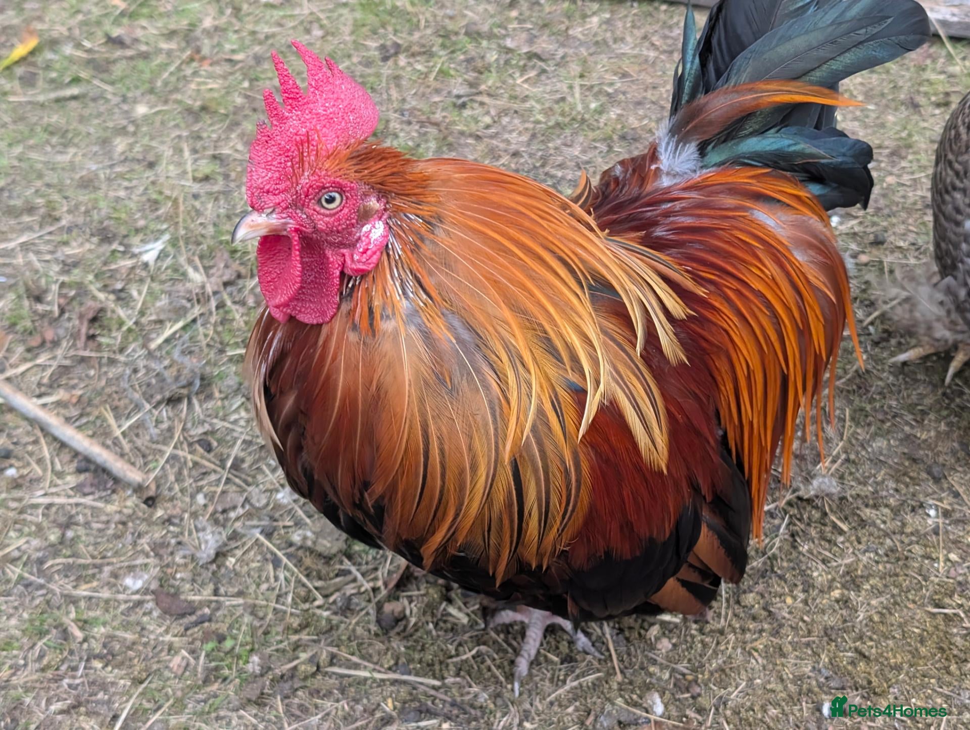 Chickens poultry Rooster & Hen Free - Advert 1
