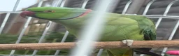 Ringnecks birds for sale: Male Indian Ringneck Parrot For Sale  in Birmingham - Advert 6
