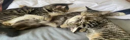 Mixed Breed cats for sale: Famale - Advert 2