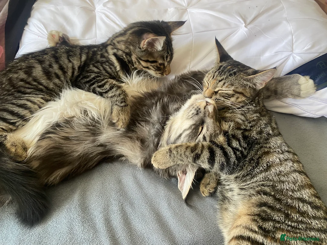 Mixed Breed cats for sale: Famale - Advert 2