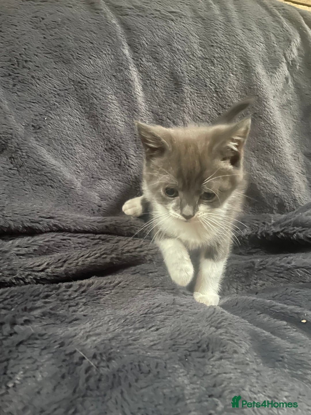 Mixed Breed cats for sale: Grey and white kittens - Image 6