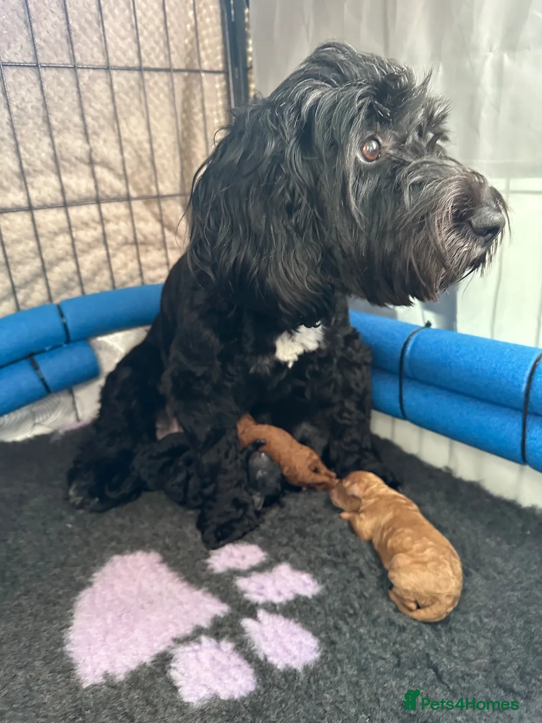 Cockapoo dogs for sale: F1b COCKAPOO PUPPIES ready 10th MAY - Advert 28