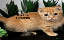 Munchkin cats for sale: Exceptional Quality & Extremely Rare Silver Minuet - Image 5