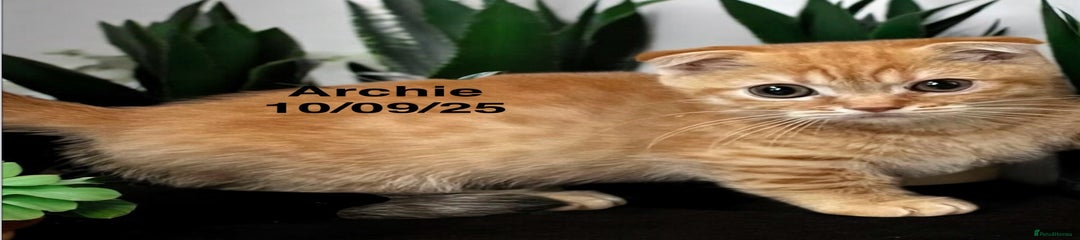 Munchkin Kitten 4