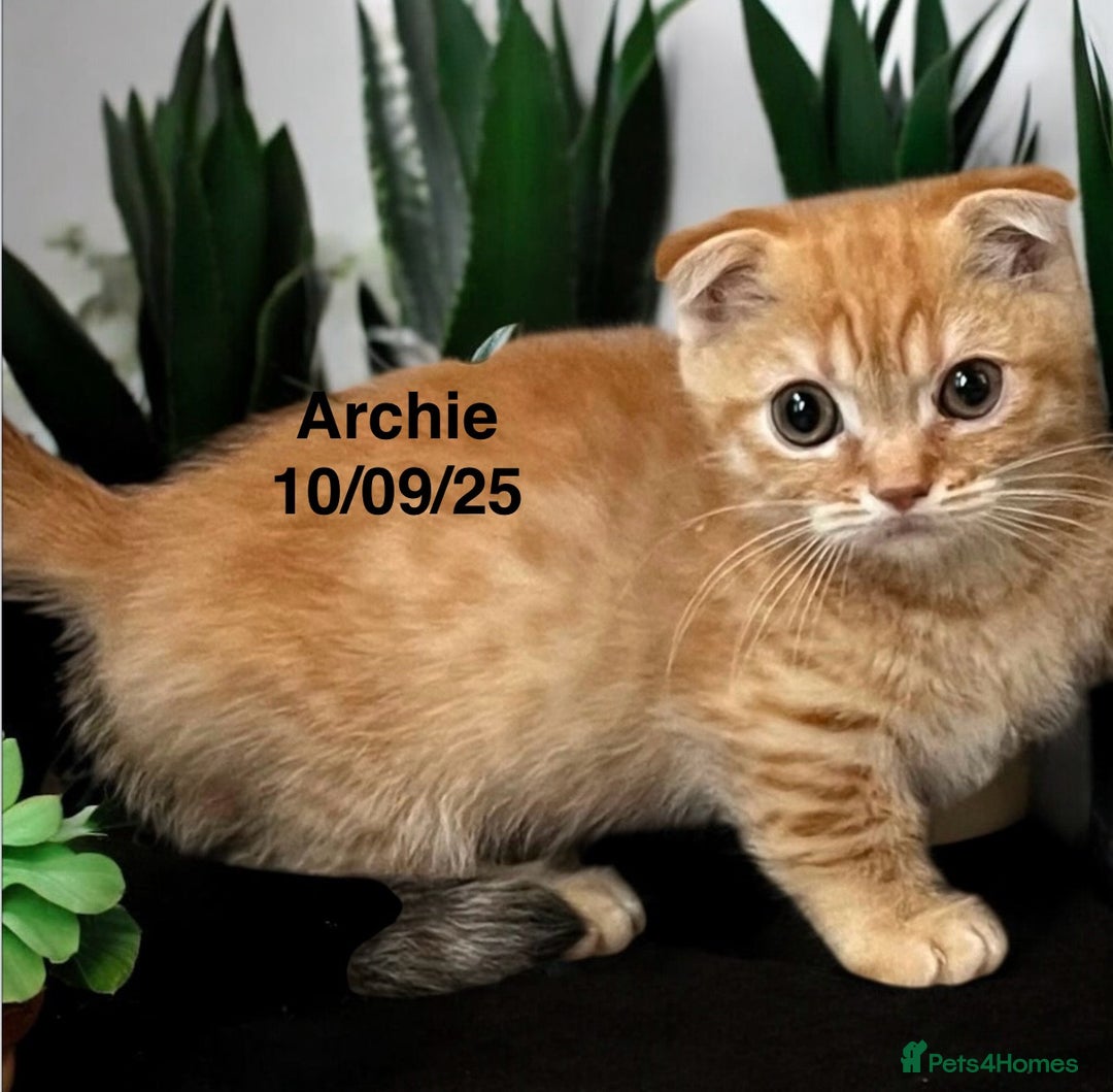 Munchkin cats for sale: Exceptional Quality & Extremely Rare Silver Minuet - Image 5