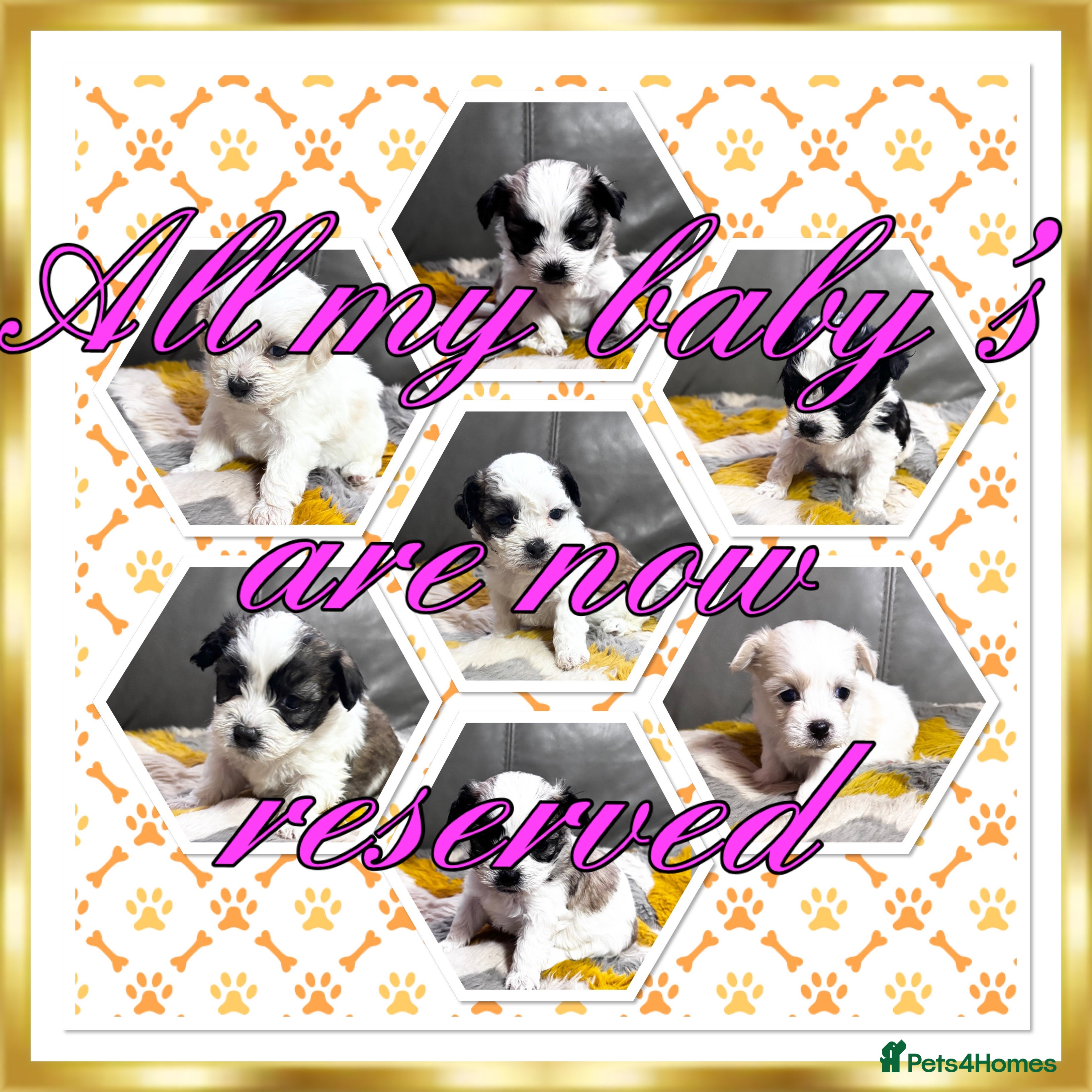 Malshi dogs Gorgeous Malshi all reserved now - Advert 5