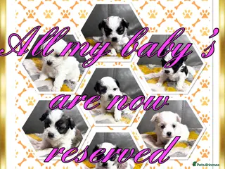 Malshi dogs Gorgeous Malshi all reserved now - Advert 5