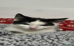 British Longhair cats for sale: Daisy is a 3 month old kitten - Advert 4