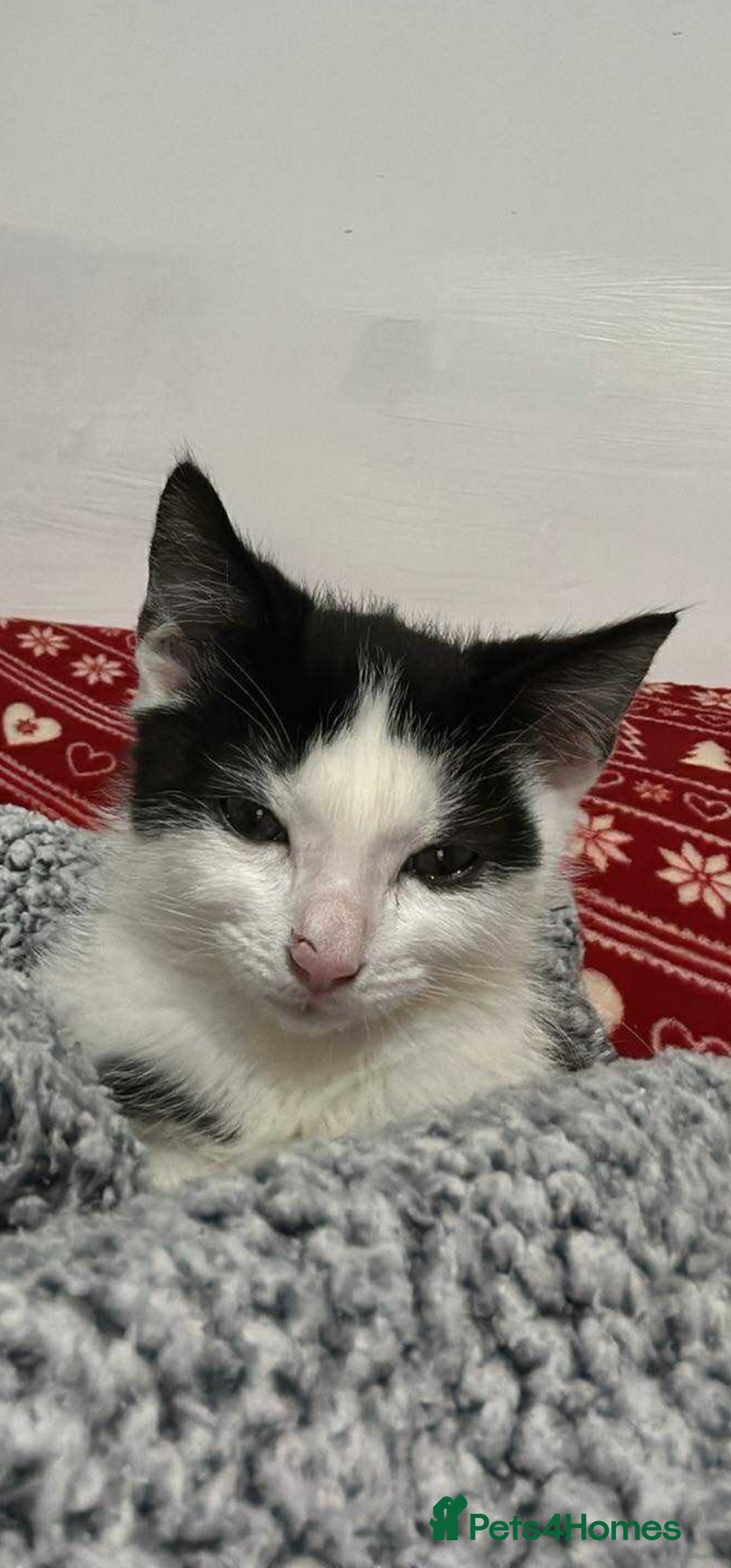 British Longhair cats for sale: Daisy is a 3 month old kitten - Advert 4