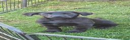 Labrador Retriever dogs for sale: Quality working lab pups - Advert 1