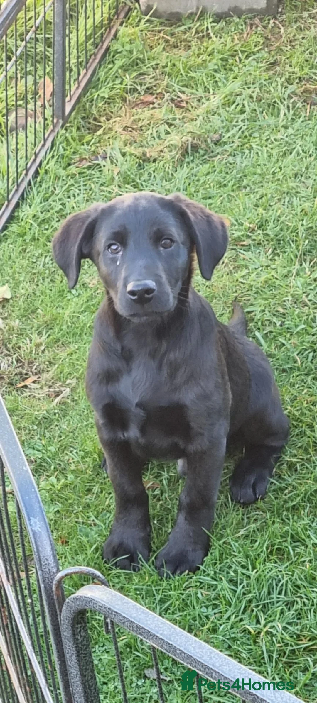 Labrador Retriever dogs for sale: Quality working lab pups - Advert 1