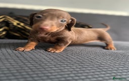 Dachshund dogs for sale: GORGEOUS DACHSHUNDS PUPPIES - Image 10