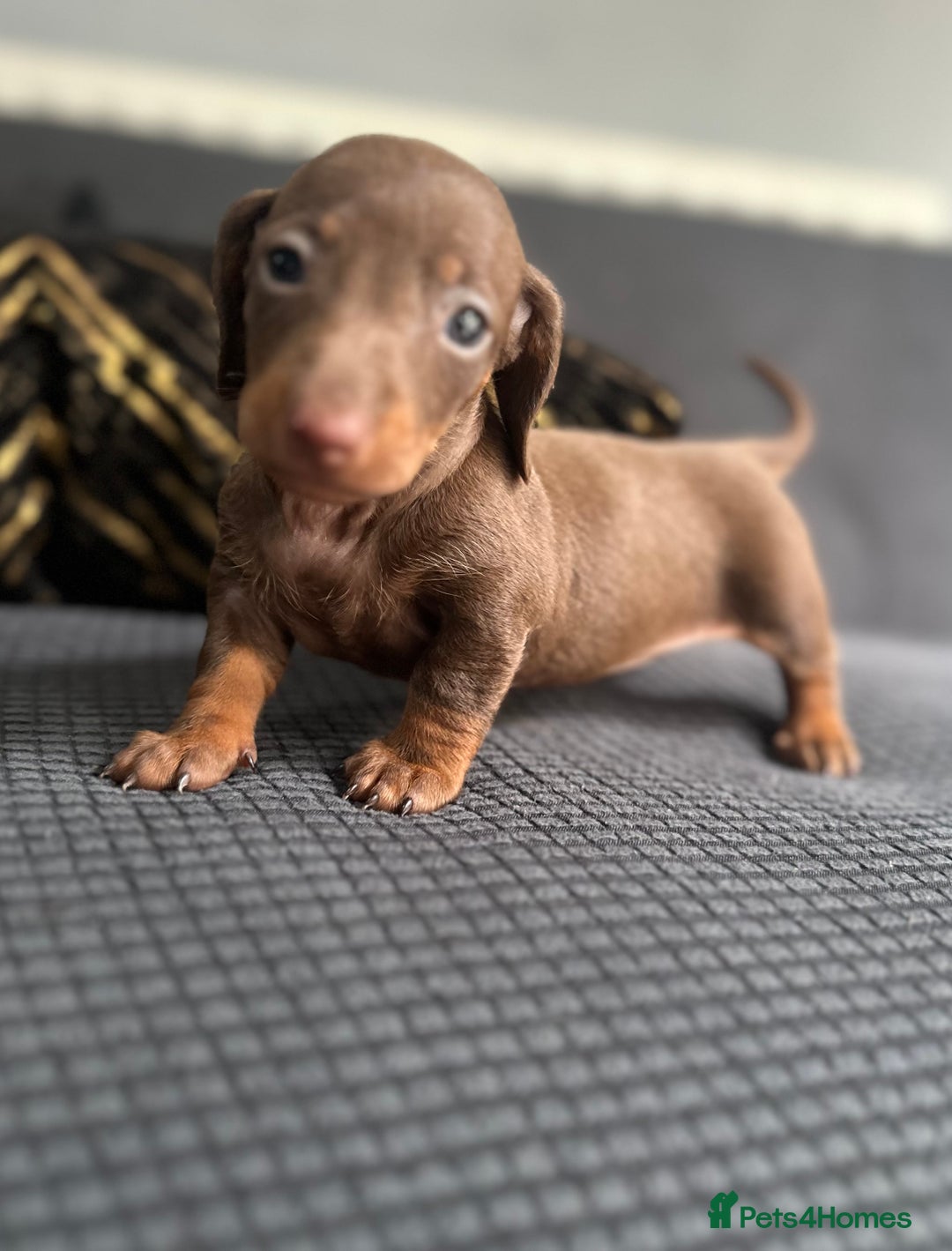 Dachshund dogs for sale: GORGEOUS DACHSHUNDS PUPPIES - Image 10