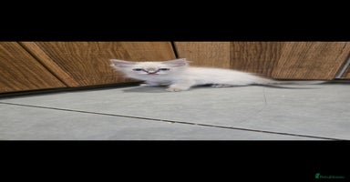 Ragdoll cats - Advert 3