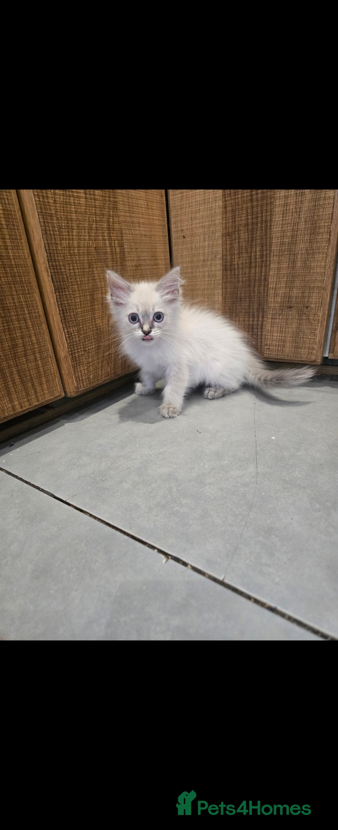 Ragdoll cats for sale: 2 Stunning Ragdolls Kittens Left  - Image 3