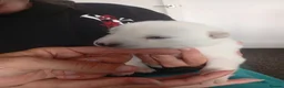 Siberian Husky dogs for sale: Stunning Siberian Husky Puppies – Blue Eyes - Advert 20