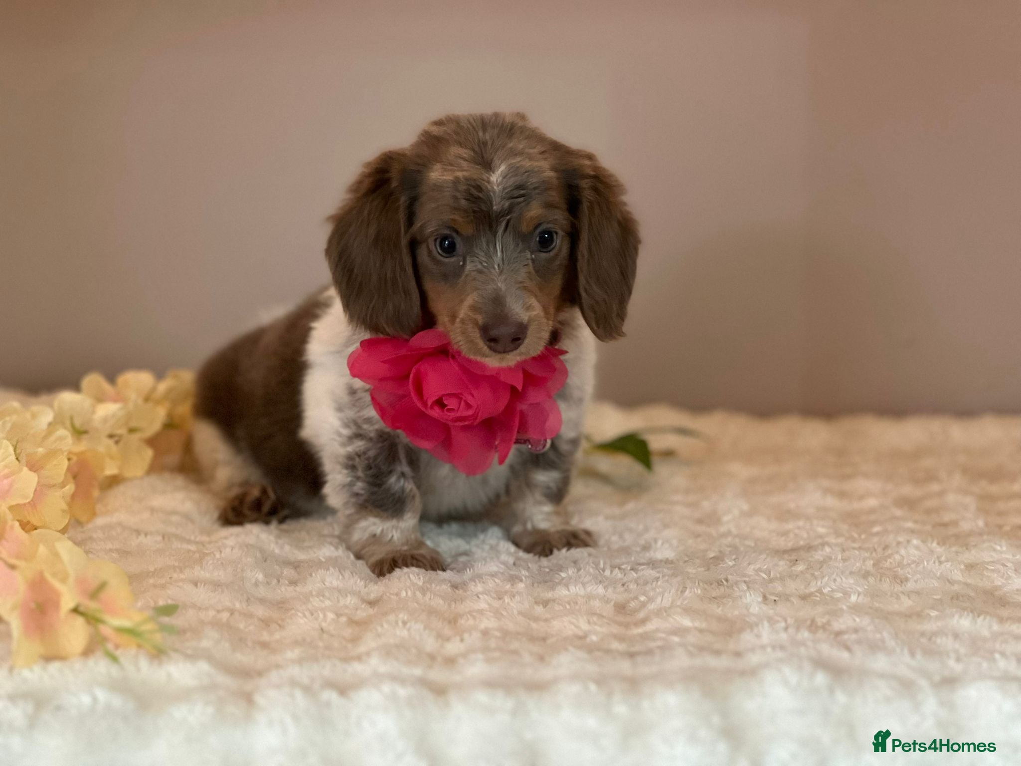 Miniature Dachshund dogs MINIATURE DACHSHUNDS  - Advert 3