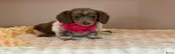 Miniature Dachshund dogs for sale: MINIATURE DACHSHUNDS  - Advert 1