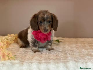 Miniature Dachshund dogs MINIATURE DACHSHUNDS - Advert 2