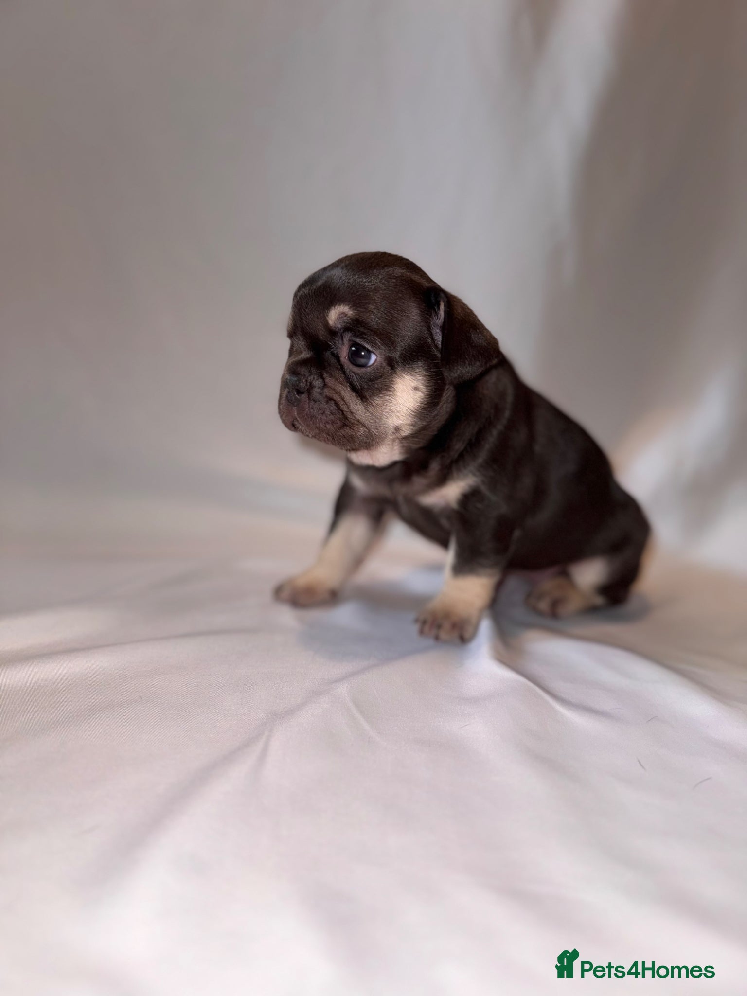 French Bulldog dogs for sale: Exceptional French Bulldog Puppies in Bristol - Advert 9