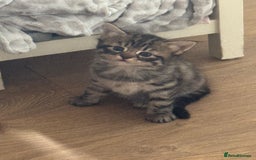 Mixed Breed cats for sale: Lovely little tabby kittens - Image 4