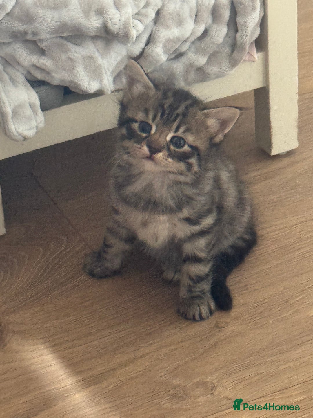 Mixed Breed cats for sale: Lovely little tabby kittens - Image 4