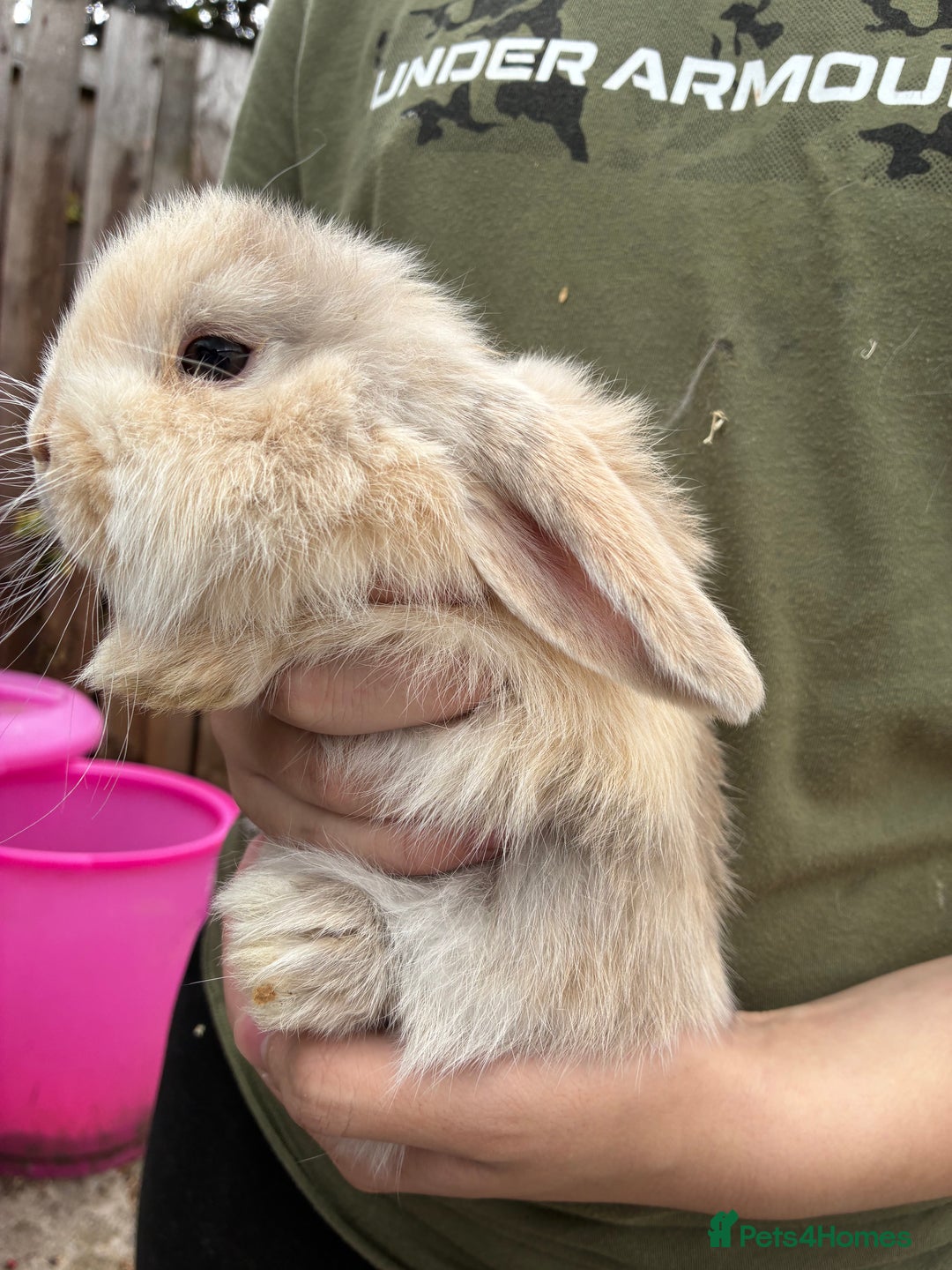 Mini Lop rabbits for sale: Mini Lops - Image 3
