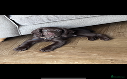 Cocker Spaniel dogs for stud: Working Cocker Spaniel for stud  - Image 7