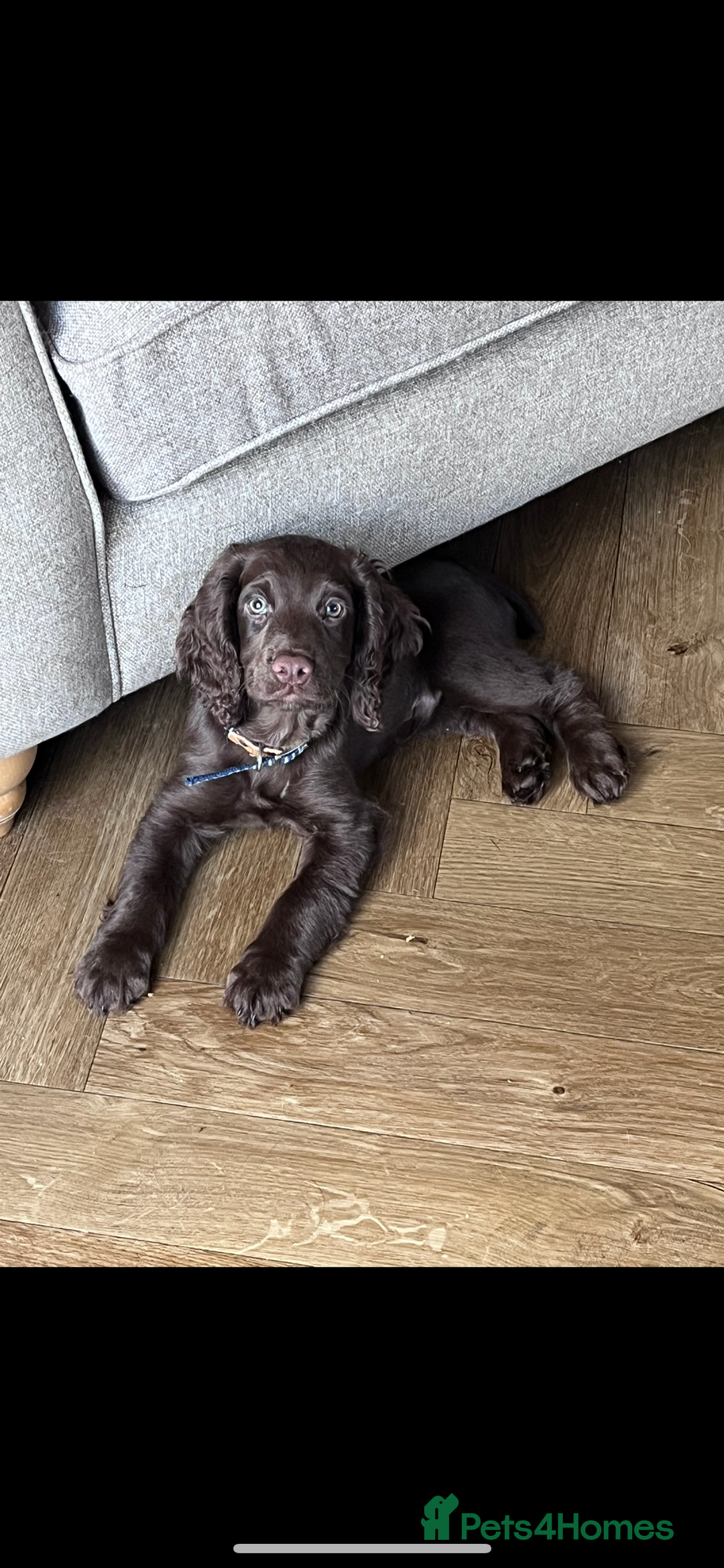 Cocker Spaniel dogs for stud: Working Cocker Spaniel for stud  - Image 7