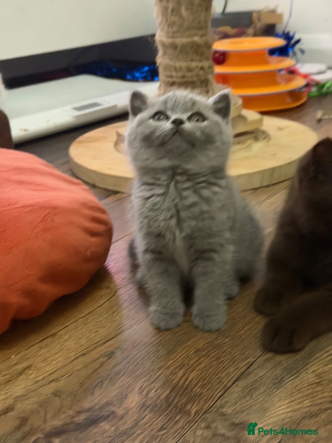 British Shorthair cats for sale: Beautiful BSH and BLH kittens GCCF - Advert 2