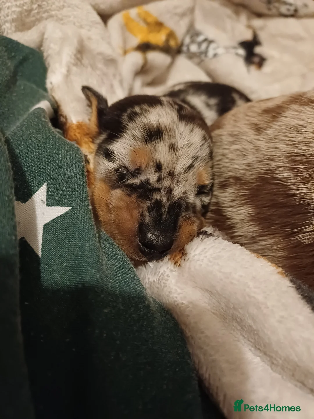 Dachshund dogs for sale: For sale miniature dachshund puppies  - Advert 4