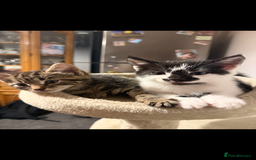 British Shorthair cats for sale: • Adorable Kittens Ready to Melt Your Heart - Advert 3