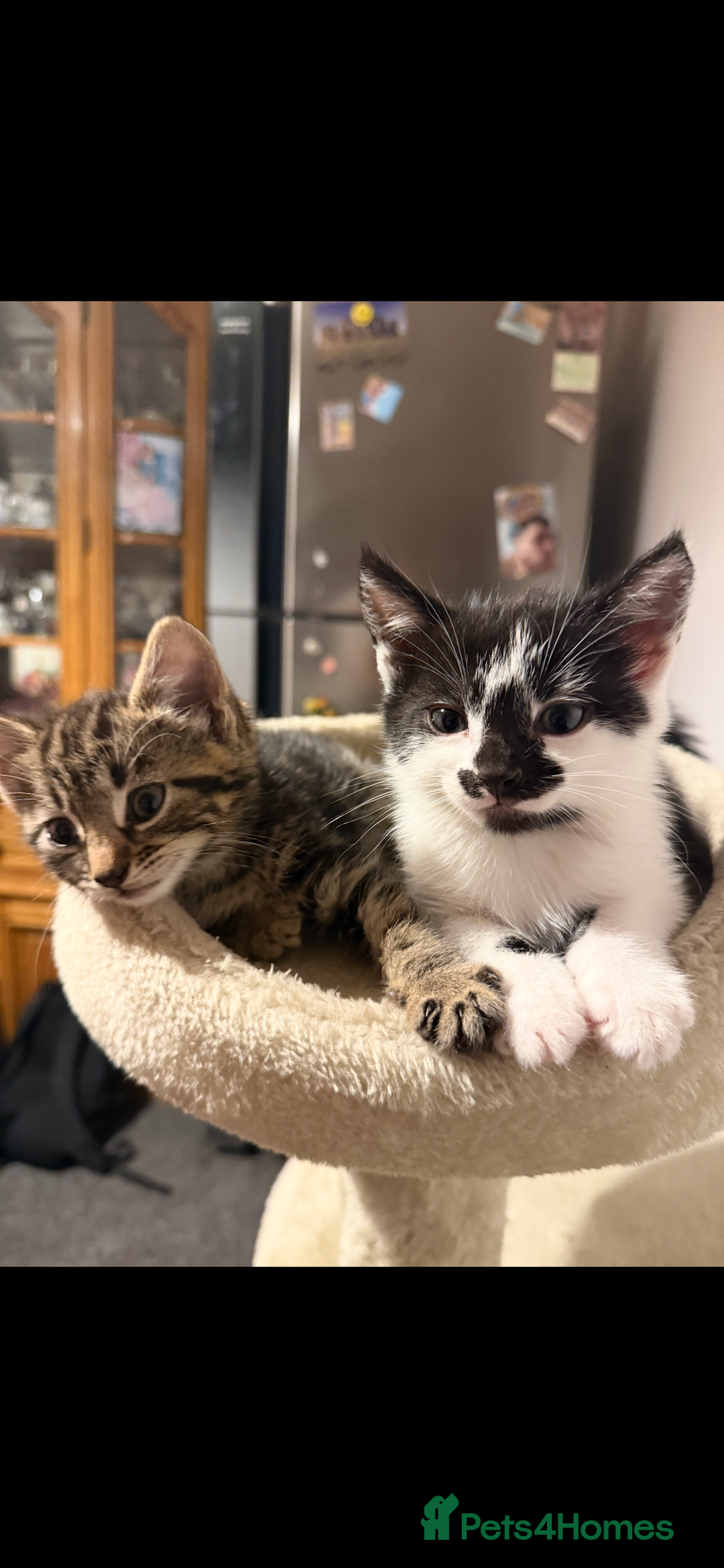 British Shorthair cats for sale: • Adorable Kittens Ready to Melt Your Heart - Advert 3