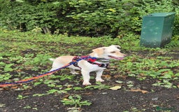 Mixed Breed dogs for adoption:  Yuki- Small joyful boy - Image 7