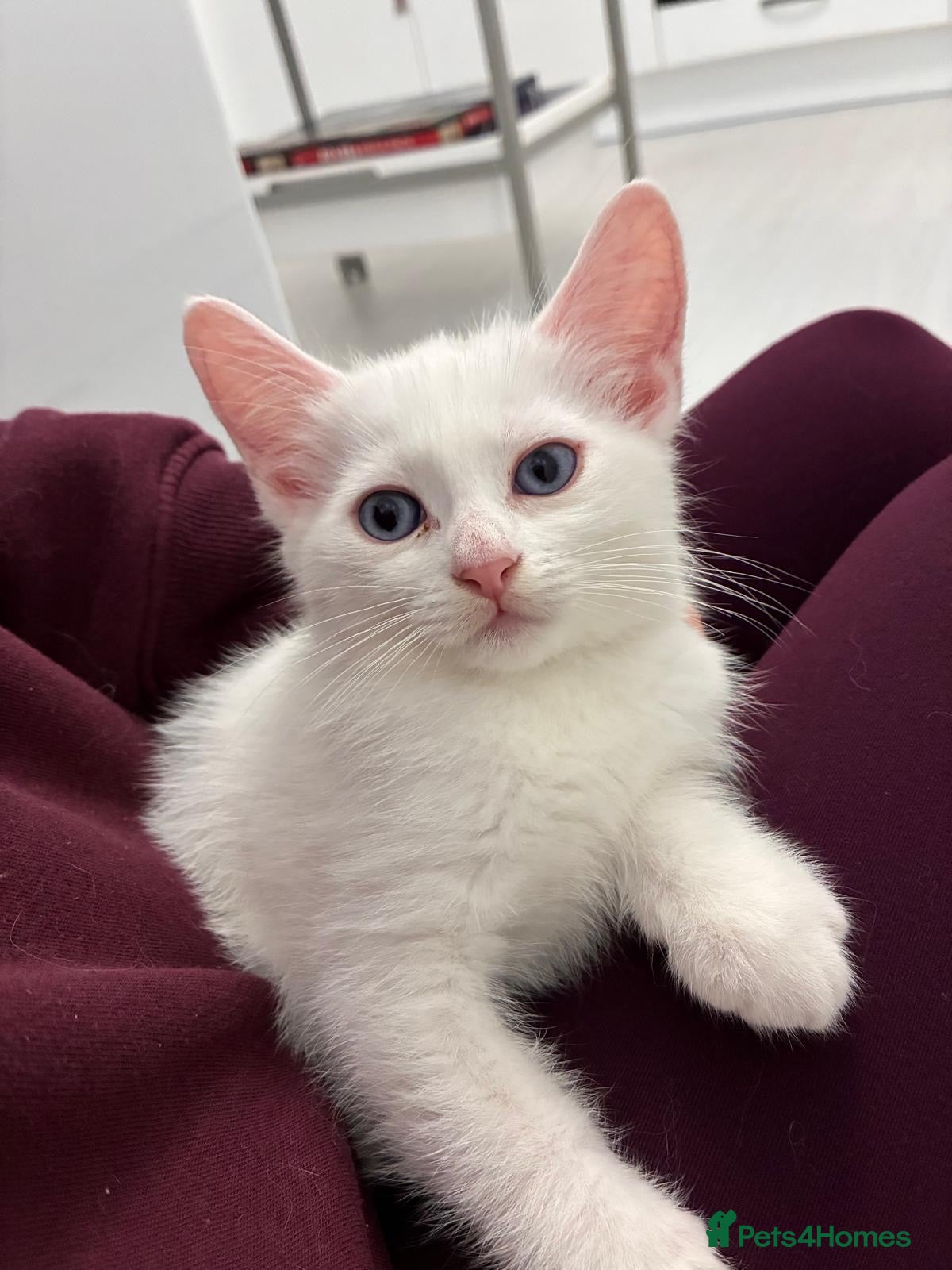 Munchkin cats Turkish Angora x Munchkin female, male & mum - Advert 17