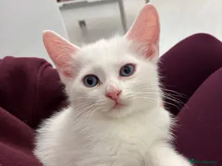 Munchkin cats Turkish Angora x Munchkin female, male & mum - Advert 17