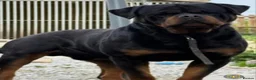 Rottweiler dogs for sale: Kc rottweiler male pup - Advert 6