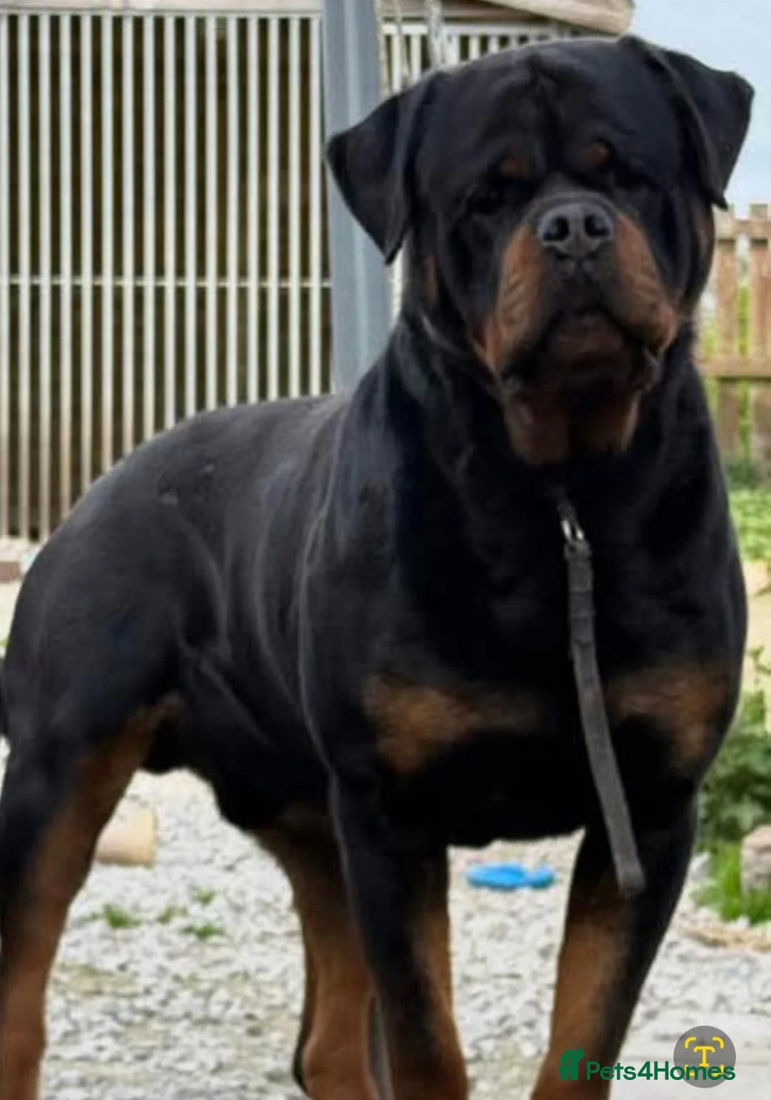 Rottweiler dogs for sale: Kc rottweiler male pup - Advert 6