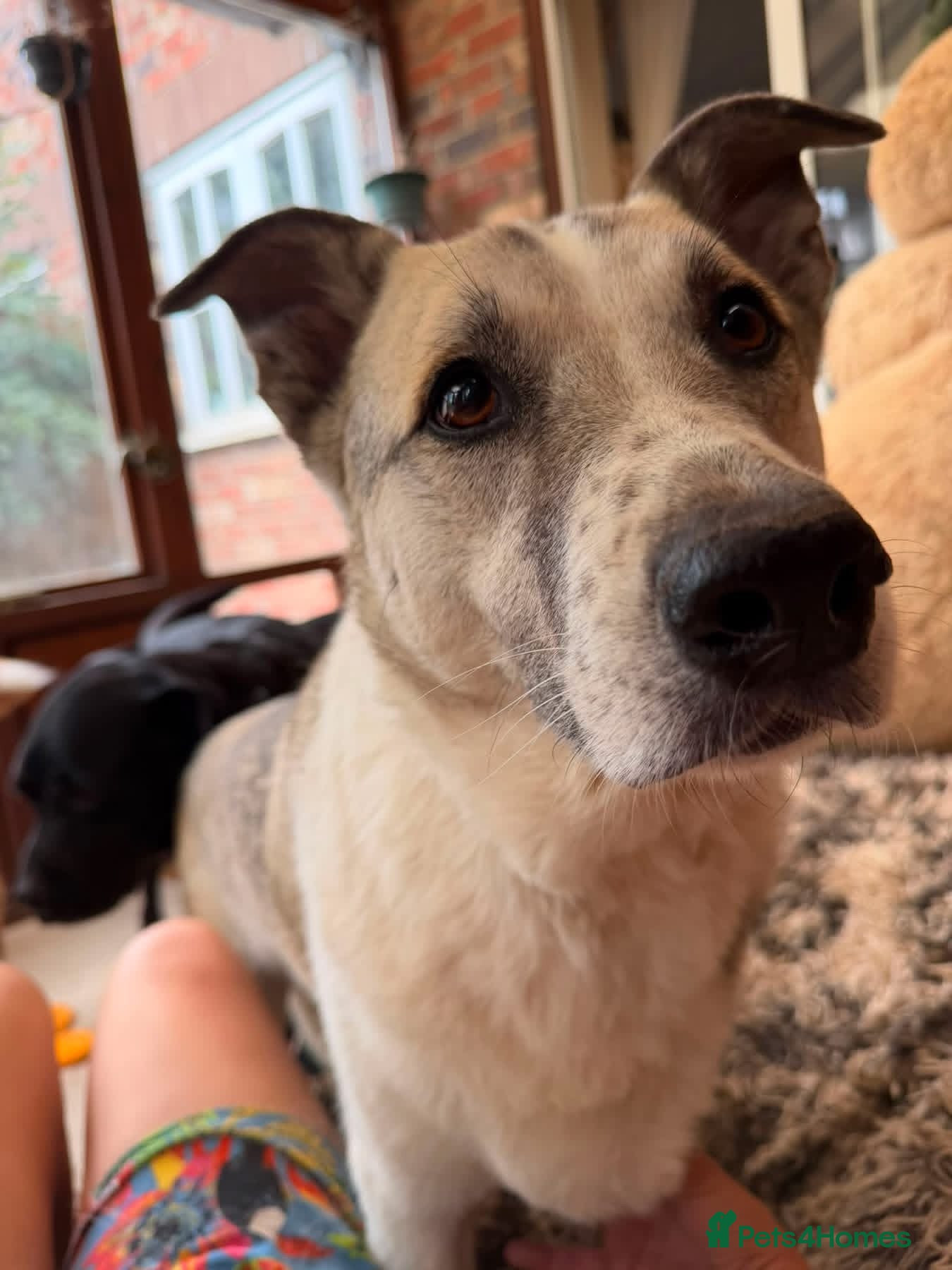 Mixed Breed dogs Peach - Taverham Norfolk  - Advert 1