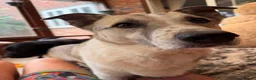 Mixed Breed dogs for adoption: Peach - Taverham Norfolk  in Norwich - Advert 1