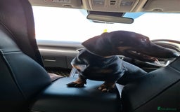 Miniature Dachshund dogs for sale: Miniature dashhound short hair - Image 6