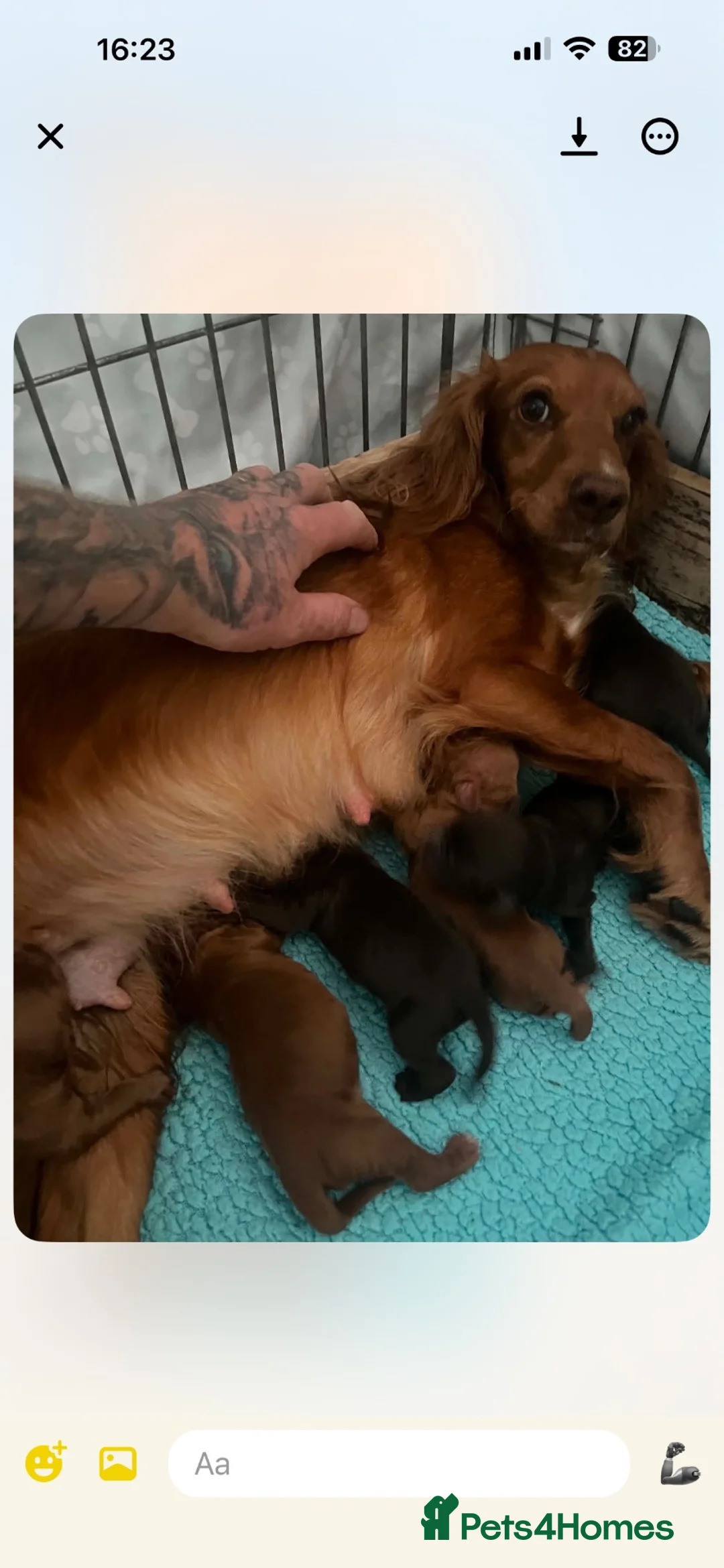Cocker Spaniel dogs for sale: Cocker spaniel puppies for sale  - Advert 1
