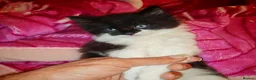 Mixed Breed cats for sale: 9 beautiful kittens for sale  - Advert 4