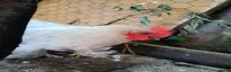 Chickens poultry for sale: Bantam Silkies couple  - Advert 5