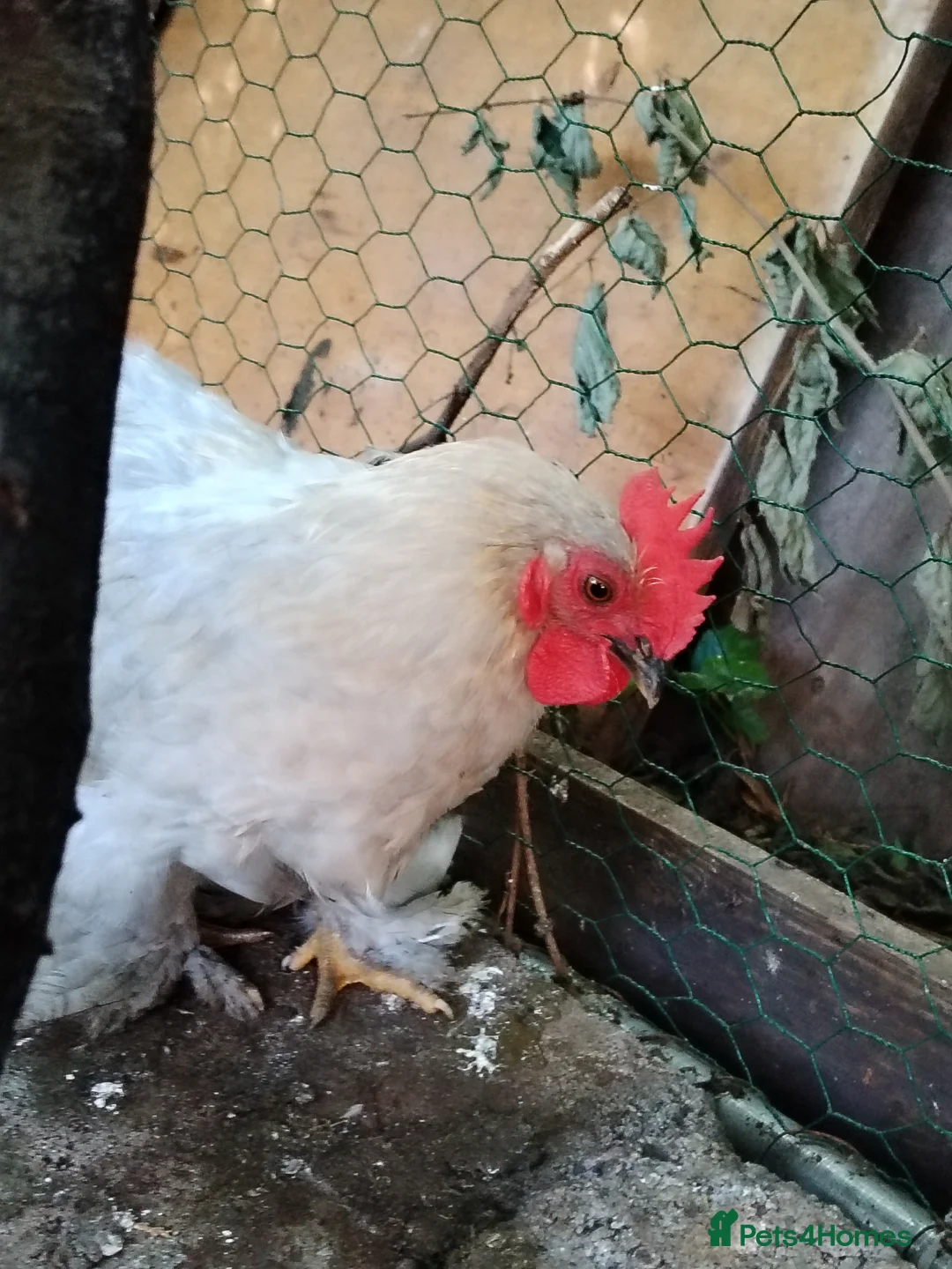 Chickens poultry for sale: Bantam Silkies couple  - Advert 5