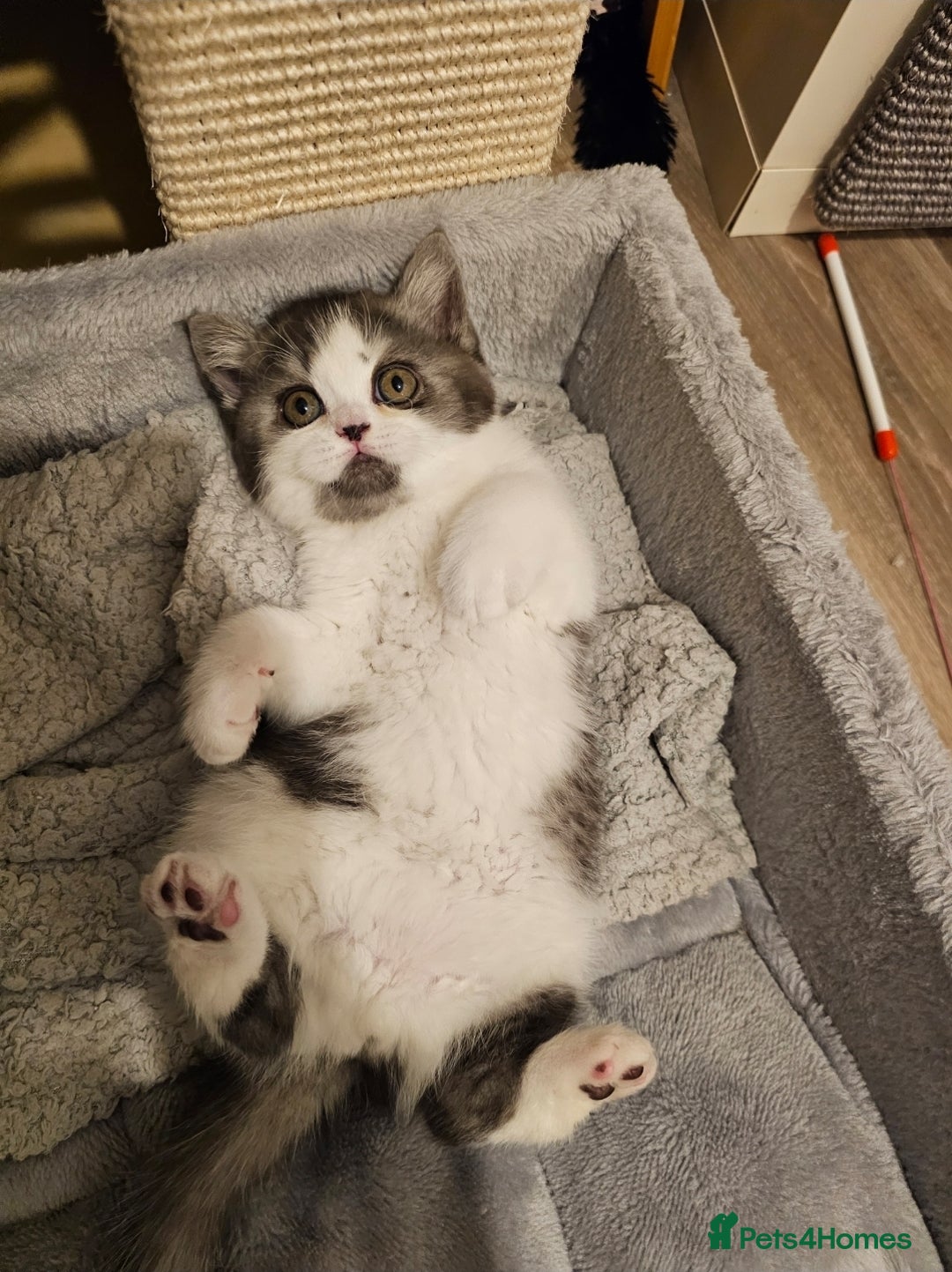 British Shorthair cats for sale: ✨SUPER CUDDLY BOY ✨ Total lap cat ✨ Rare colour ✨ in Biggleswade - Image 11