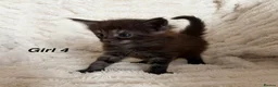 Maine Coon cats for sale: Maine coon kittens ready to reserve  - Advert 4