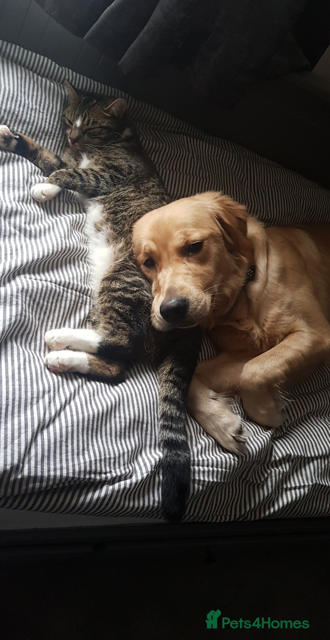 Golden Retriever dogs for stud: Very Experienced Golden retriever stud in Telford - Advert 6