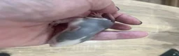 Rat rodents for sale: Baby Dumbo Rats - Advert 23