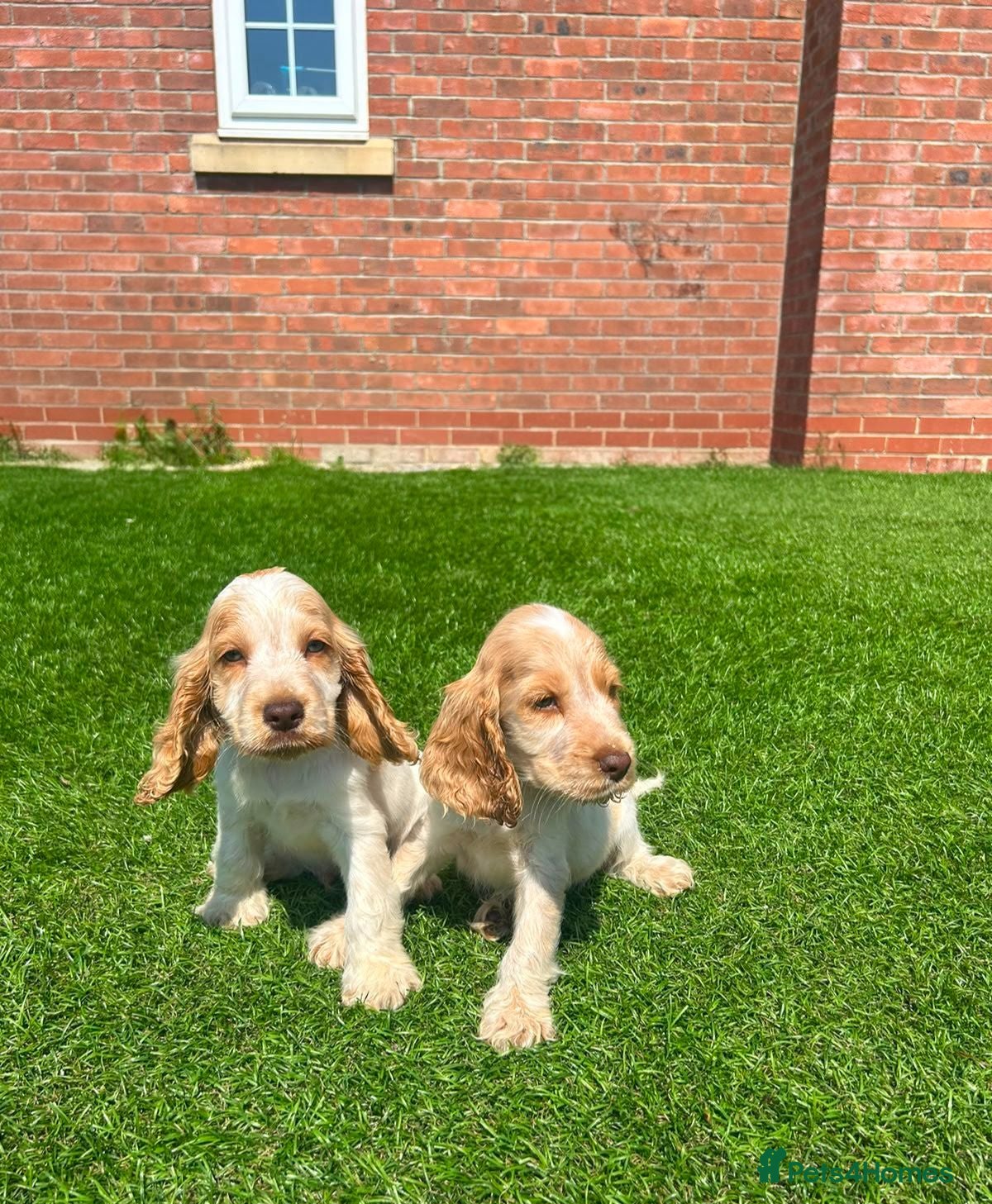 Cocker Spaniel dogs Beautiful kc reg show cockers READY NOW  - Advert 2